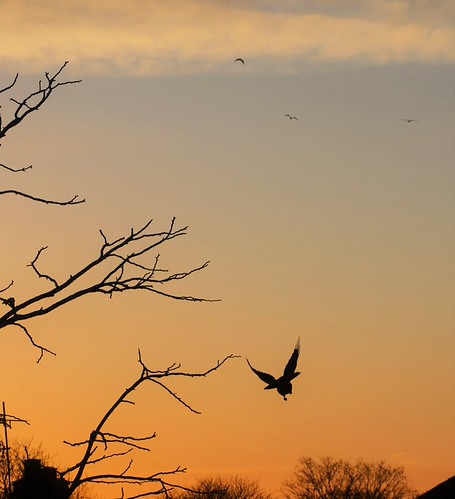 Another Melton sunrise by Donnchadh H, Taken at home in Leicestershire once more. A crow seen from an odd angle.winter sky bird sunrise lei