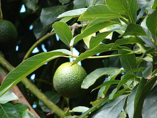 starr-061231-3018-Persea_americana-fruit-Makawao-Maui | by Starr Environmental