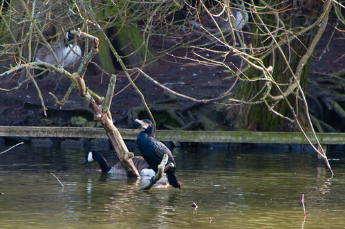 Cormorant by the water
