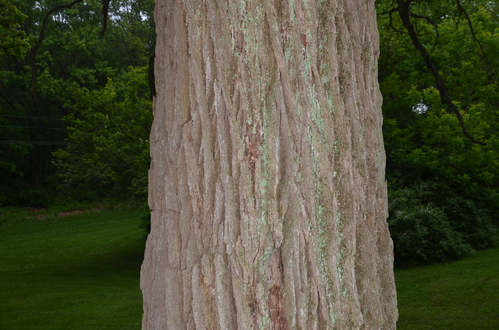 Oak trees: Quercus macrocarpa
