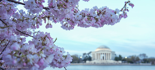 Cherry Blossoms at the Jefferson Memorial
