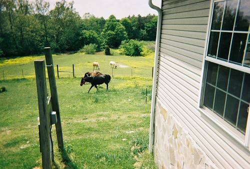 horses horse backyard loh