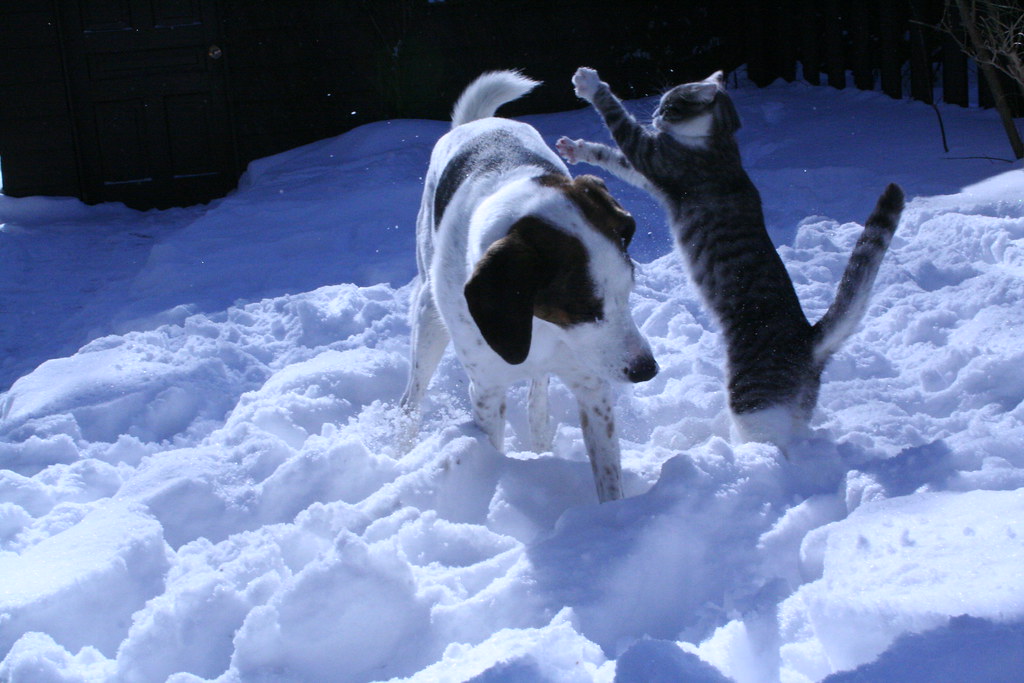 My cat and dog playing in the Snow