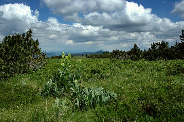 d0502031 | Almweiden mit massigen Vorkommen des Gelben Enzians (Gentiana lutea) auf den Hautes Chaumes. Vogesen, 25.06.2005
