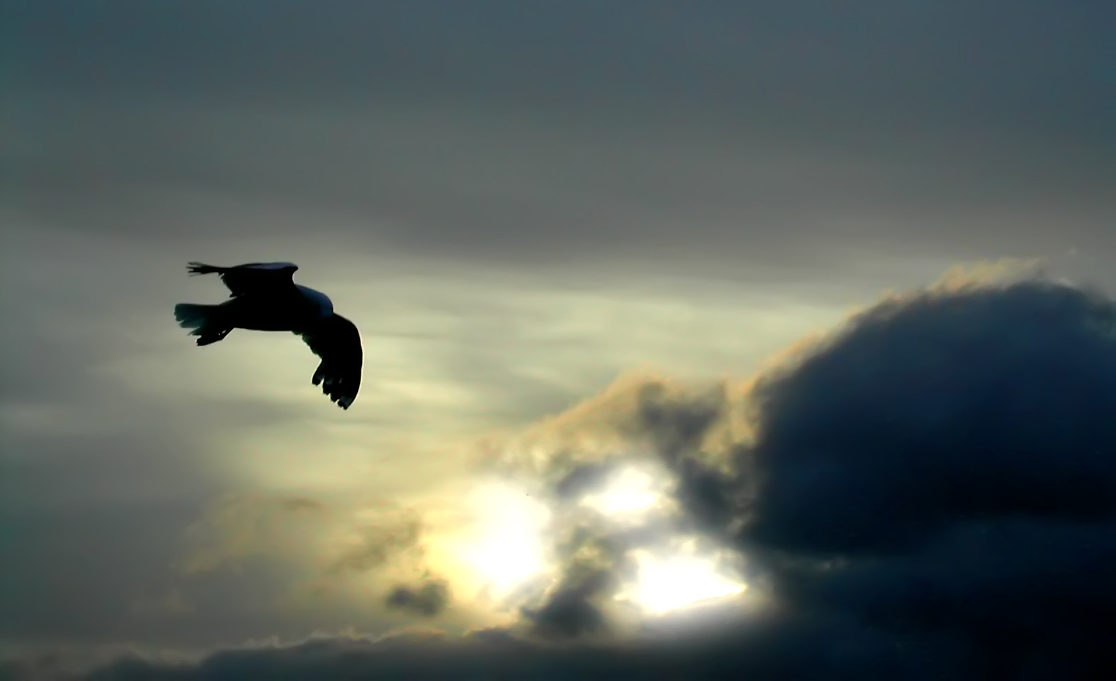 Flight Of a Seagull, Petone Beach