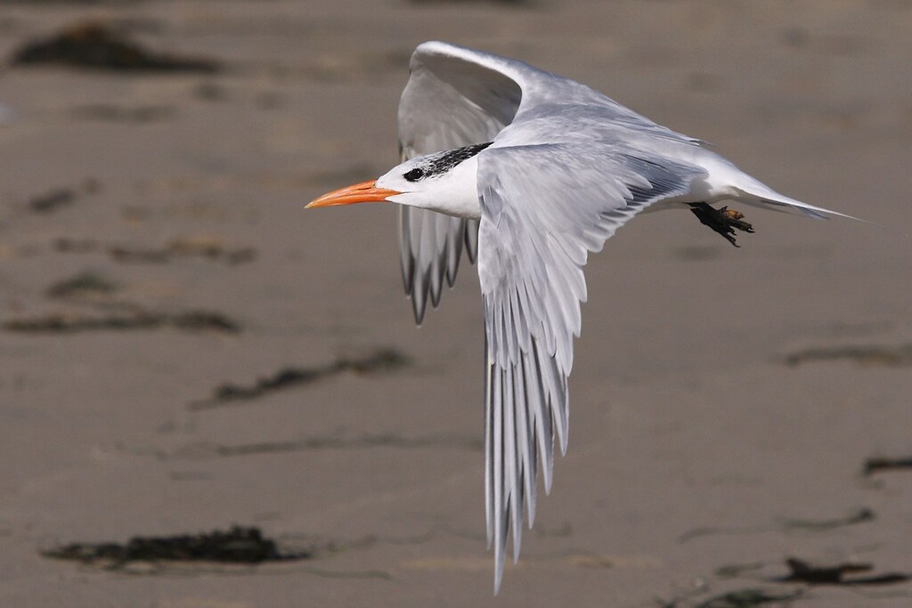 Thalasseus maximus | Royal Tern | kungstärna
