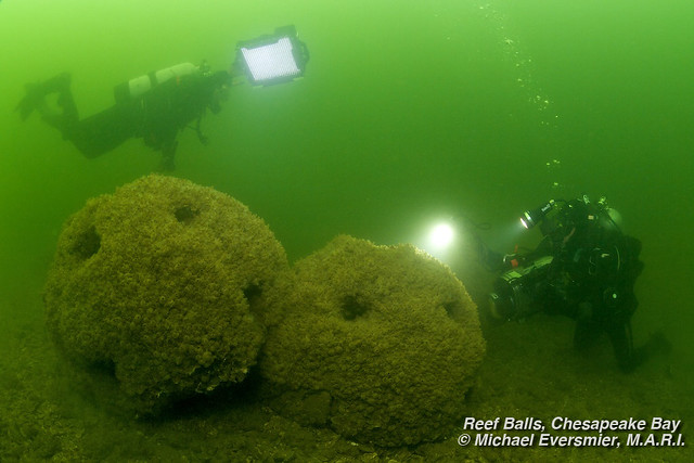 Divers filming the marine life on reef balls - Cook Point Oyster Sanctuary