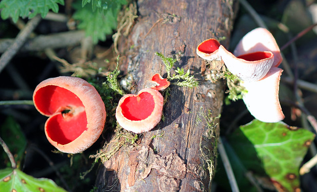 Scarlet Elf Cup (Scarcoscypha coccinea)