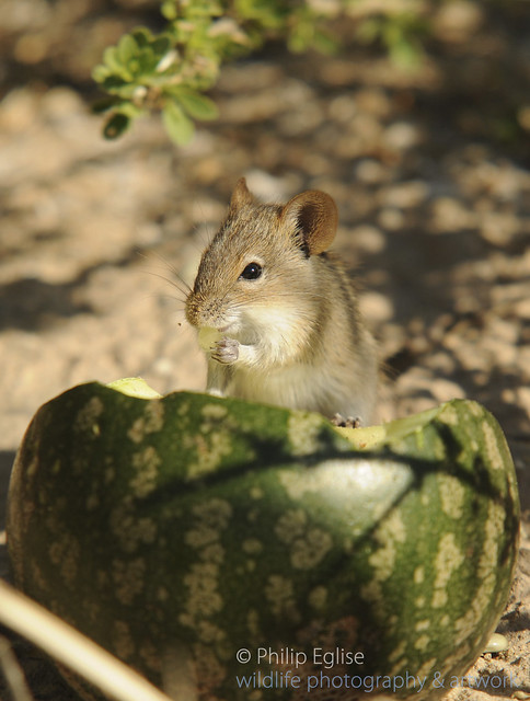 Mouse in melon