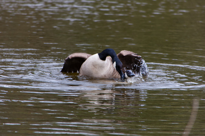 Canada geese mating, West Park