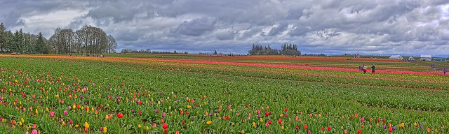 Tulip Fields Forever