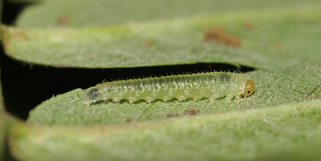 Dineura testaceipes larva on Rowan
