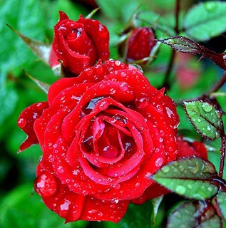 Gambar Bunga Mawar Merah Cantik