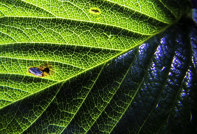 Leaf Light