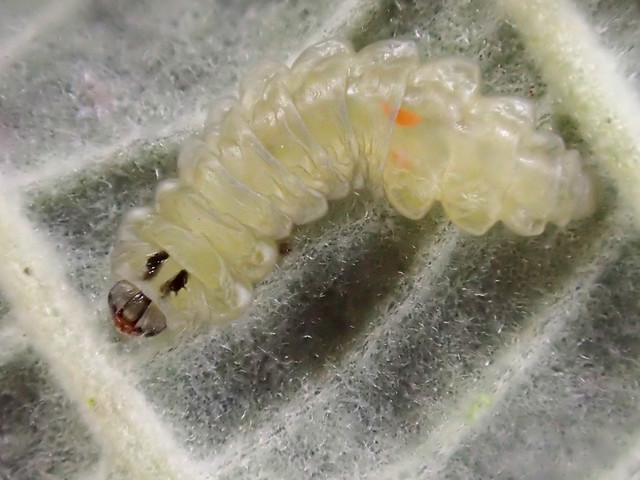 Transparent Larva (b)