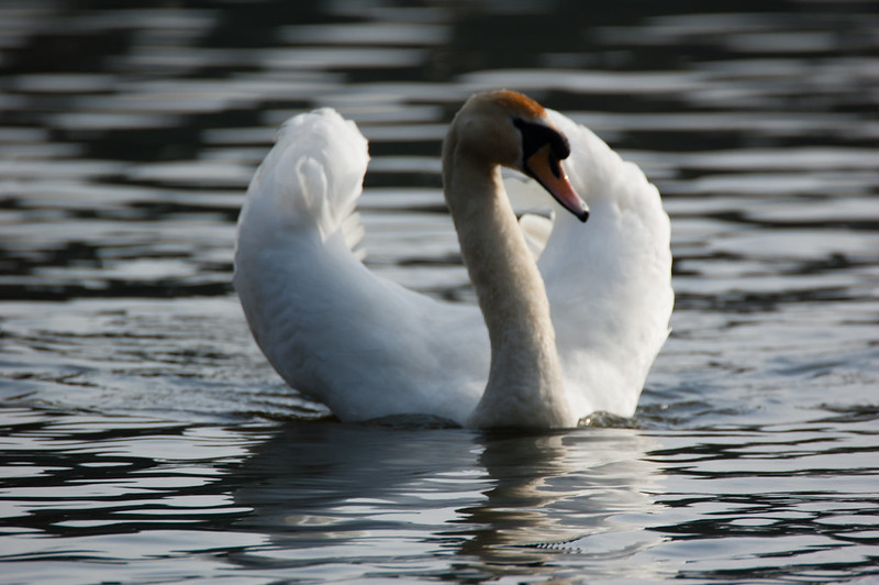 Swan out to impress