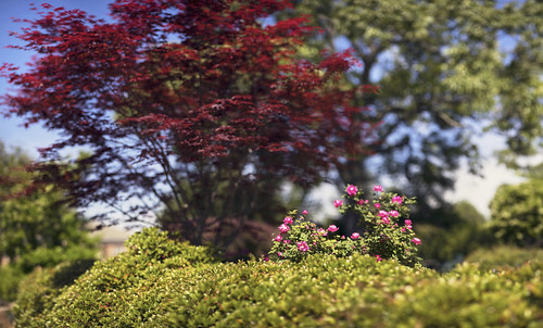 red nature landscape spring brenizermethod