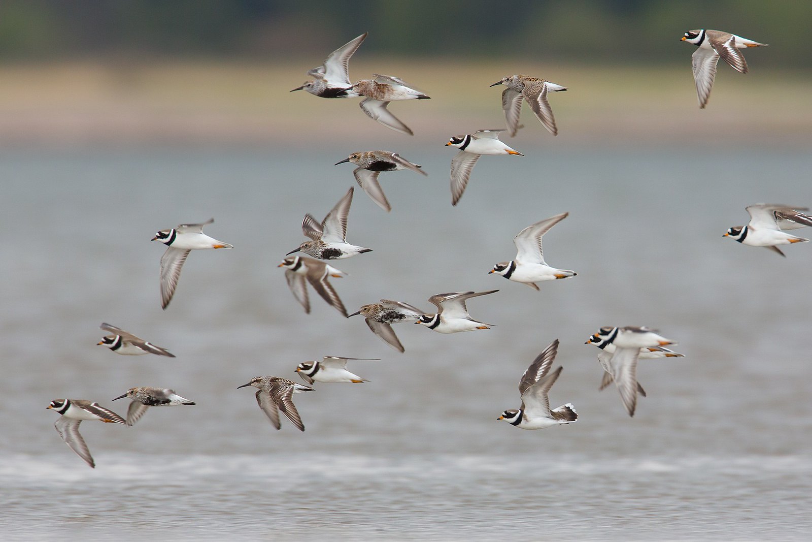 Calidris falcinellus | Broad-billed Sandpiper | myrsnäppa