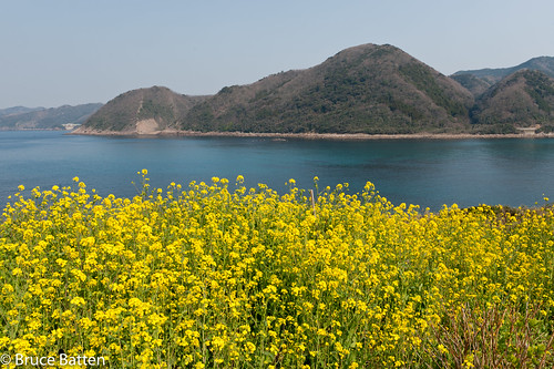 locations trips occasions oceansbeaches subjects nagasaki brassicaceae flowers businessresearchtrips japan plants 対馬市 長崎県 日本 jp kyushu