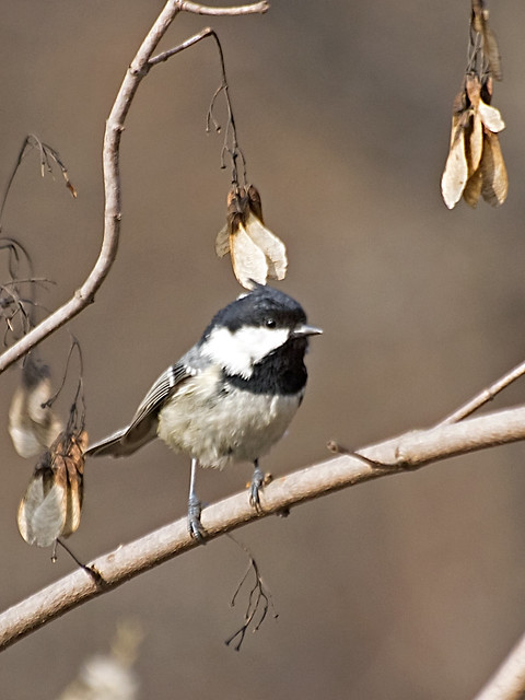 Coal Tit by Vertical View