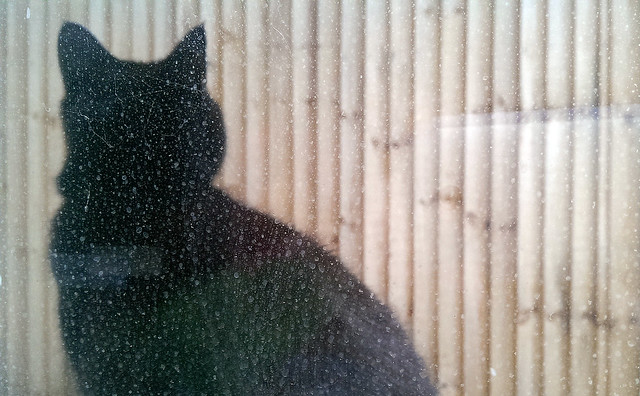 not my cat through a dirty window