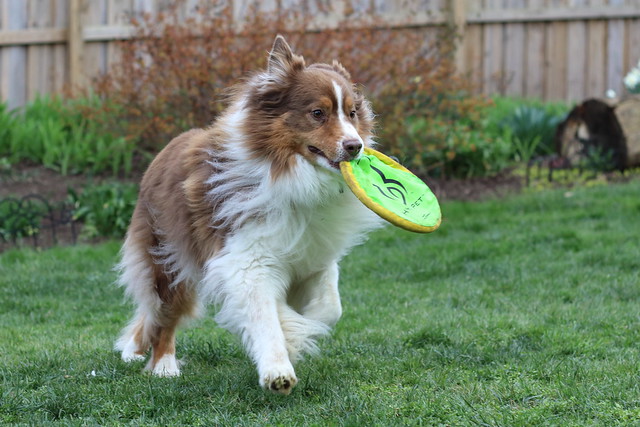 Jax enjoying a frisbee toss