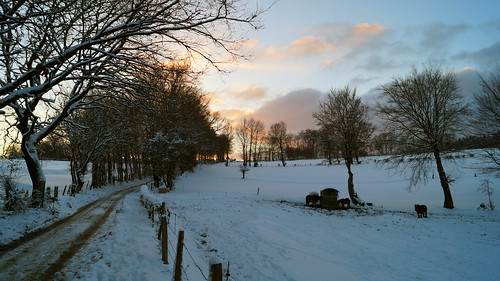waimes weismes winter neige 2016 janvier ardennen ardennes snow eifel horse sunset belgique belgium belgie hohes venn lцdоіс
