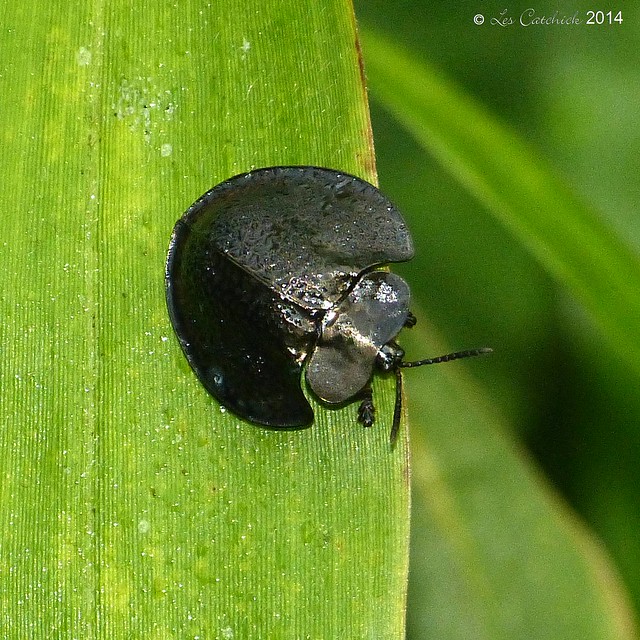 Tortoise beetle (possibly Cyrtonota thalassina)