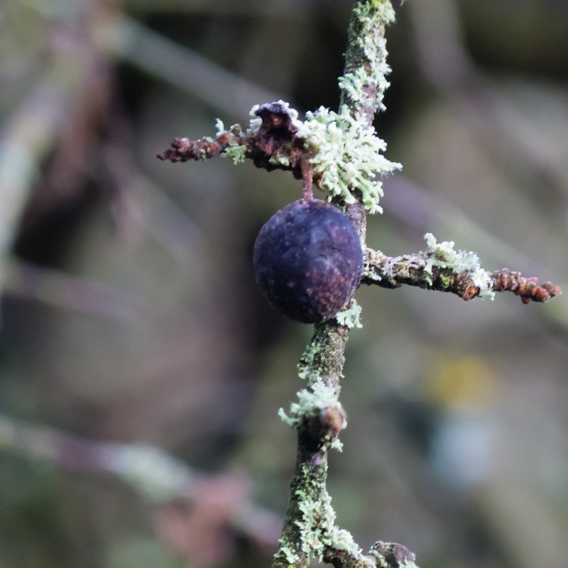 Shrivelled sloe, frosted lichen