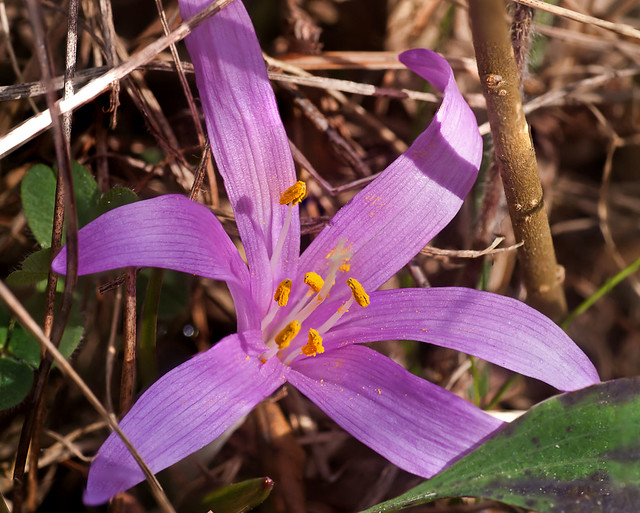 Colchicum bulbocodium Frühlingslichtblume
