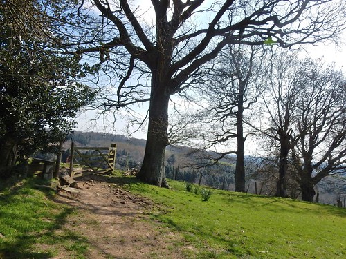 Ridge, trees, gate. Ashurst to Eridge