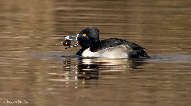 Ring-necked Duck  (eating an acorn)