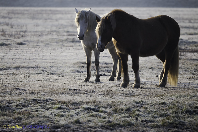 Horses on a winter morning