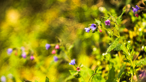 fiori di ome | by andreabotti567