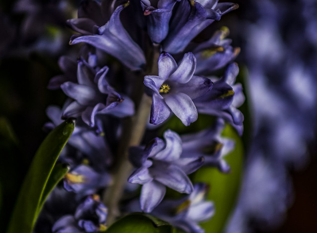 Hyacinth Plant - March 2016