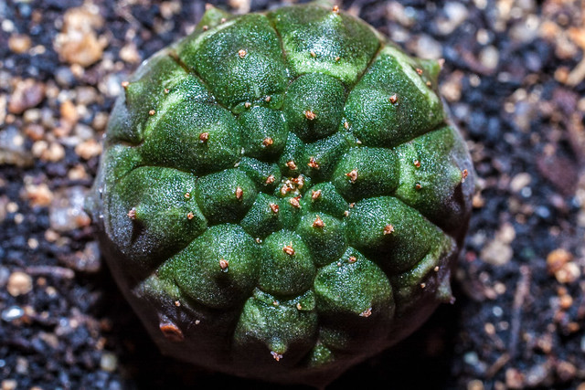 Euphorbia gymnocalicioides seedling