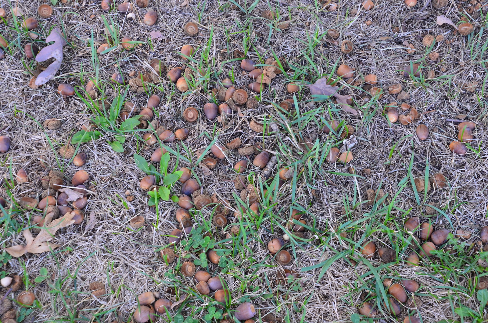 Oak trees: acorns