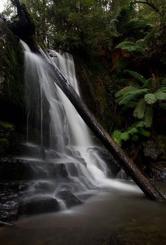 tree water canon flow waterfall log 28mm sigma tasmania f18 lilydale lilydalefalls 5dmkiii