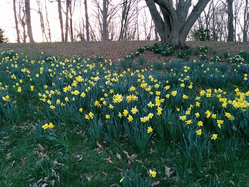 Daffodil field | Valley Garden Park, Greenville, DE | Morton Fox | Flickr