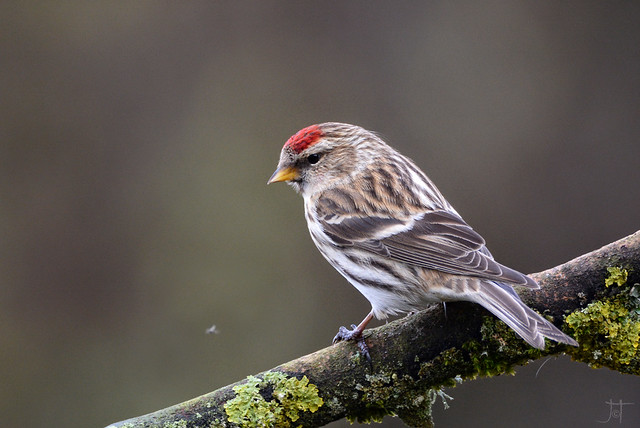 Redpoll and fly