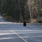 Black Bear on Going-to-the-Sun Road