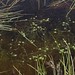 Flickr photo 'water starwort, Callitriche palustris' by: Jim Morefield.