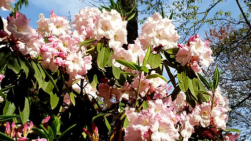 Finnerty Gardens rhododendron