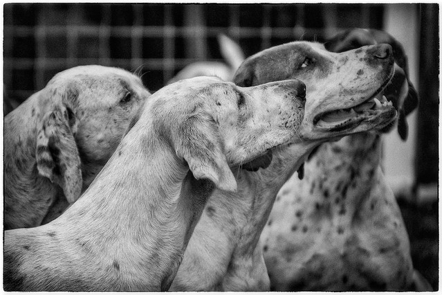 Beaufort Hounds - ready for the off