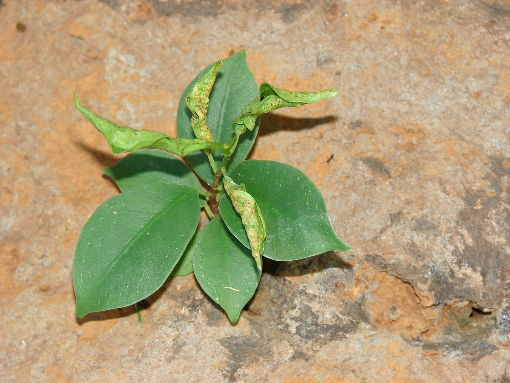 starr-070124-3900-Ficus_microcarpa-leaves_with_cuban_laurel_thrips-palauea-Maui