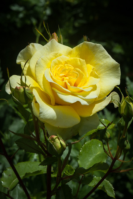 Rosa 'Abbeyfield Gold' | Rosa 'Abbeyfield Gold', late June. … | Flickr