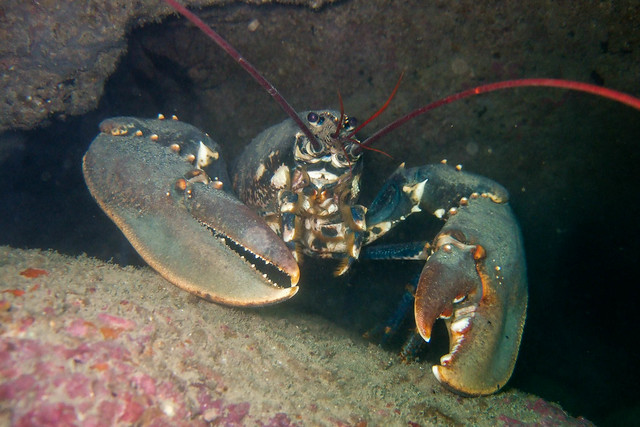 Lobster, Dorset