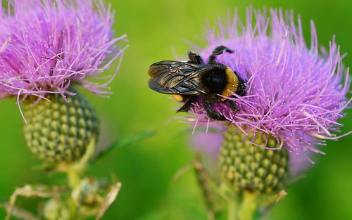 desktop flowers plants usa nebraska thistle insects bumblebee lincoln greatplains featured ninemileprairie