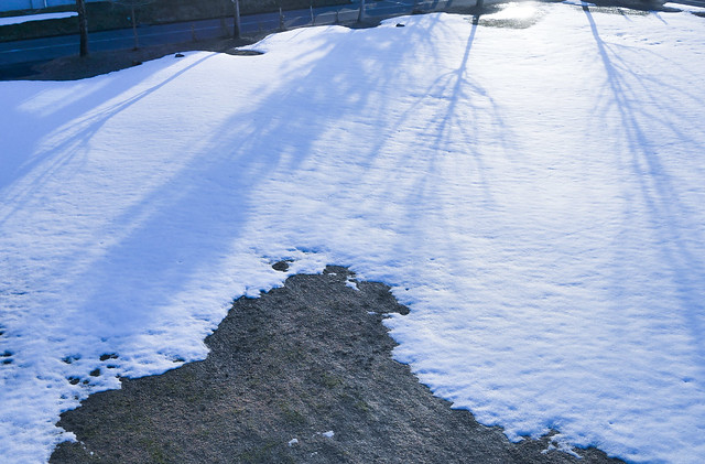 Tree Shadows on snow
