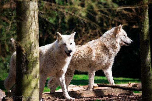 Wolves | by Mohammed Alsagoor